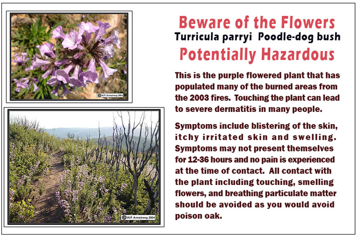 Beware of these Flowers